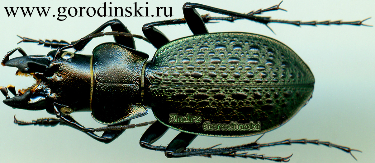 http://www.gorodinski.ru/carabus/Acathaicus alexandrae alexandrae.jpg